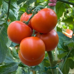 Tomatensamen Jasenički Jabučar (Jasenica Apfel)  - 1