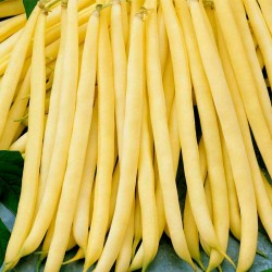 Fortal Κίτρινοι φασολιών σπόροι  - 3