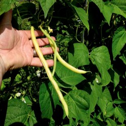 Fortal yellow french bean seeds  - 1