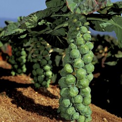 Siberian Early brussel sprouts seeds  - 2