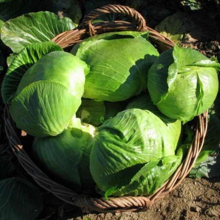 Varazdin cabbage seeds | € 1,95