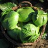 Varazdin cabbage seeds | € 1,95