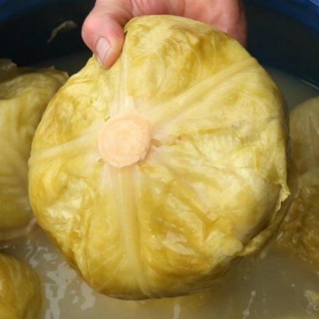 Varazdin cabbage seeds | € 1,95