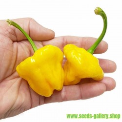 Sementes De Pimenta Jamaican Yellow Amarela