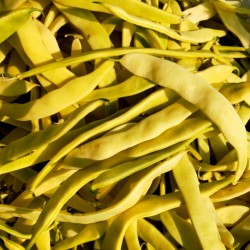 Goldoral κίτρινα φασόλια σπόροι  - 1