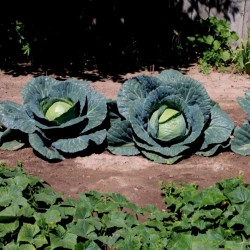 Cabbage Seeds Descendant F1  - 1