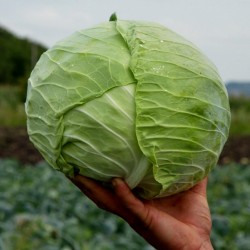 Cabbage Seeds Serbian Melez  - 3