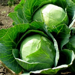Ditmar cabbage seeds  - 2