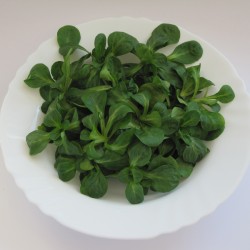 Seme salate Matovilac  - 1