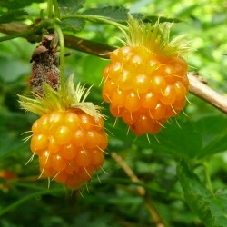 Salmonberry - Prunkhallon Frön (Rubus spectabilis)  - 1