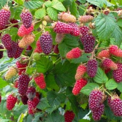 Tayberry fruit seeds (Rubus fruticosus)  - 1