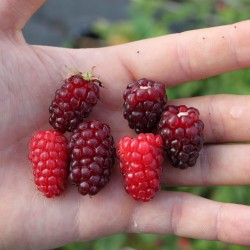 Tayberry fruit seeds (Rubus fruticosus)  - 2