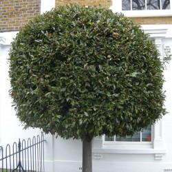100 Seeds Bay Laurel, bay tree, true laurel (Laurus nobilis)  - 3