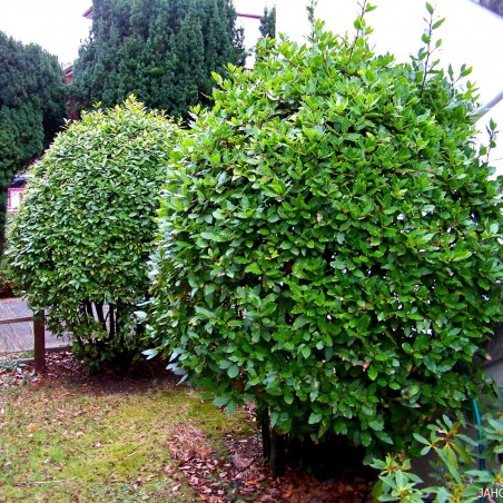 100 Seeds Bay Laurel, bay tree, true laurel (Laurus nobilis) | 22,00 €