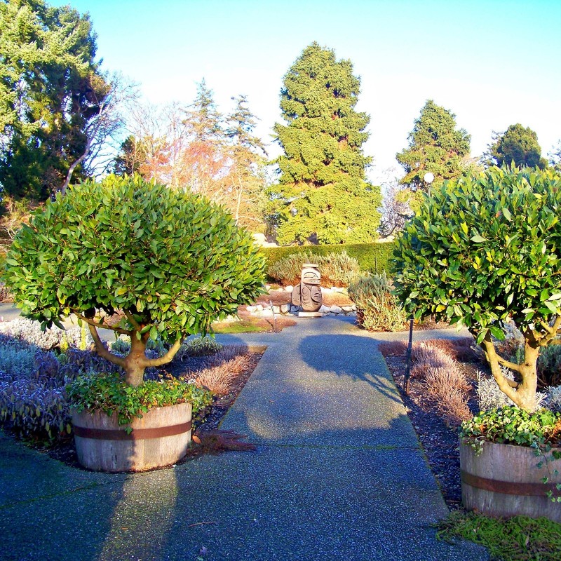 100 Seeds Bay Laurel, bay tree, true laurel (Laurus nobilis) | 22,00 €