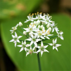 Asian chives, Chinese chives Seed  - 3
