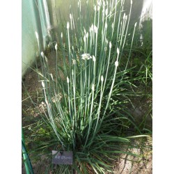 Chinesischer Schnittlauch Samen (Allium tuberosum)  - 4