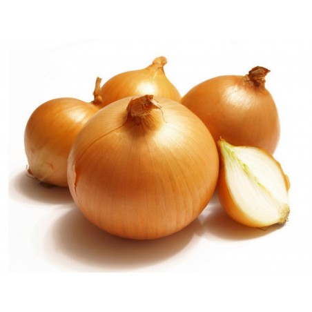 Holländska gul lök frön | 1,75 €