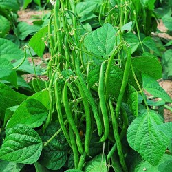 Bush beans seeds Recital  - 1