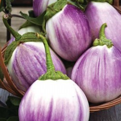 Aubergine – Eggplant Seeds “Rosa Bianca“ Seeds Gallery - 2