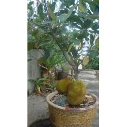 Durian frön "Kung av frukter" (Durio zibethinus)  - 1