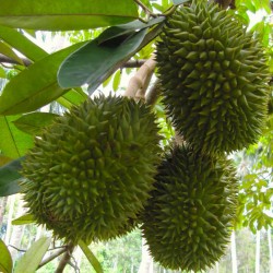 Durian frön "Kung av frukter" (Durio zibethinus)  - 2