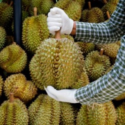 Durian frön "Kung av frukter" (Durio zibethinus)  - 3
