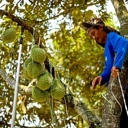 Semmillas de Durian "Rey de las frutas" (Durio zibethinus)  - 4