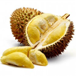 Durian frön "Kung av frukter" (Durio zibethinus)  - 5