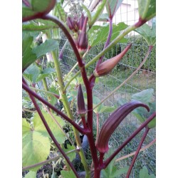 Rote Okra Samen (Abelmoschus esculentus)  - 4