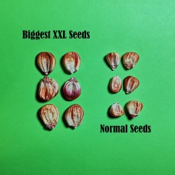 Peruvian Giant Red Sacsa Kuski Corn Seeds  - 10
