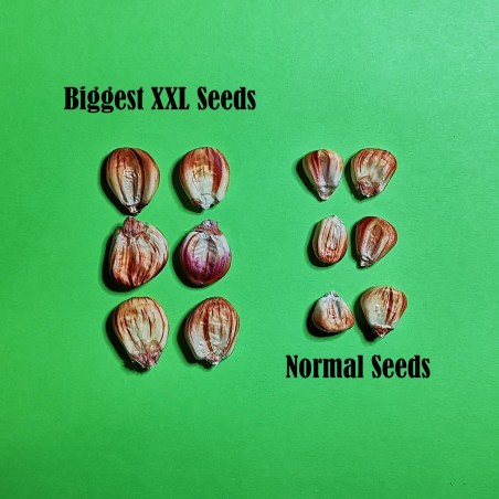 Peruvian Giant Red Sacsa Kuski Corn Seeds | €2.25