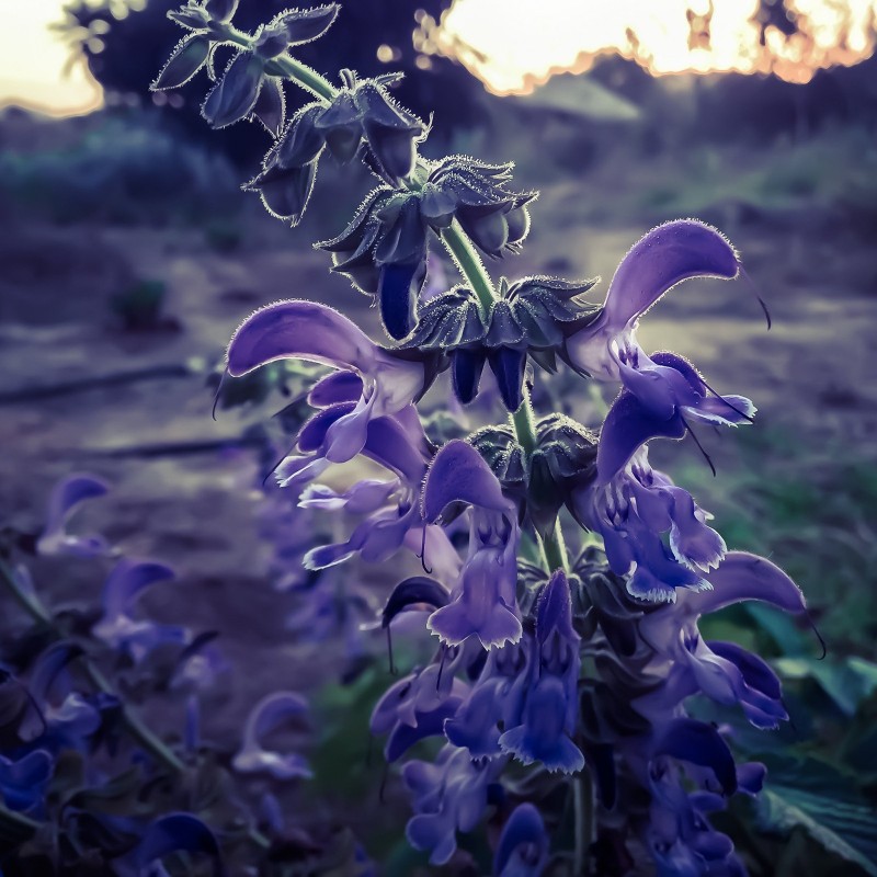 Semillas de Salvia Dan Shen (Salvia miltiorrhiza)  - 1