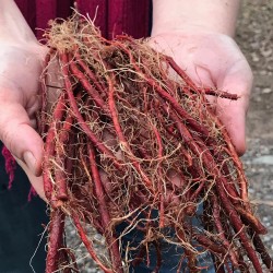 Crvena Kadulja seme (Salvia miltiorrhiza)  - 2