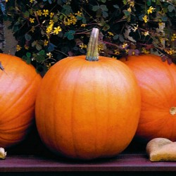XXL Halloween, Jack’O Lantern Pumpkin Seeds  - 3