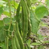 Giant Runner Bean Seeds Lady Di