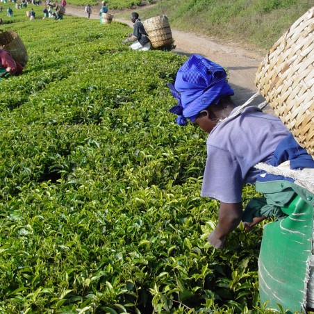 Tea Tree Seeds, tea plant, tea shrub (Camellia sinensis)