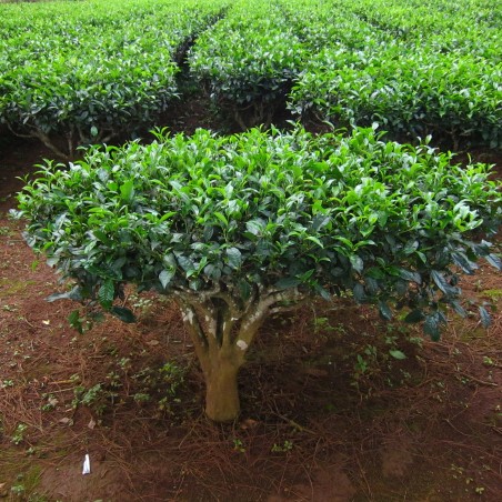 Tea Tree Seeds, tea plant, tea shrub (Camellia sinensis)