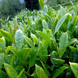 Details about   Tea Tree Seeds Dried Camellia sinensis Home planting Live seeds Sri Lanka 