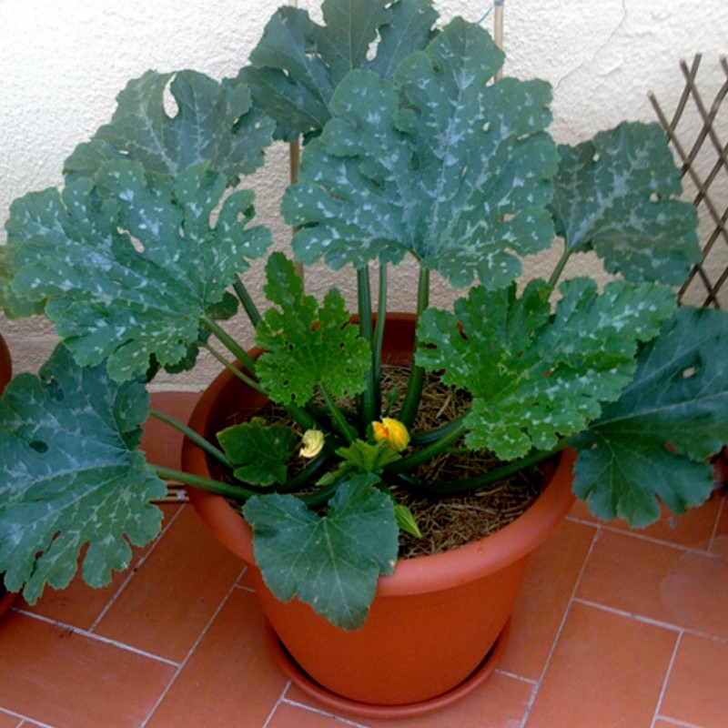 Κολοκύθι Σπόροι Romanesco | 1,95 €