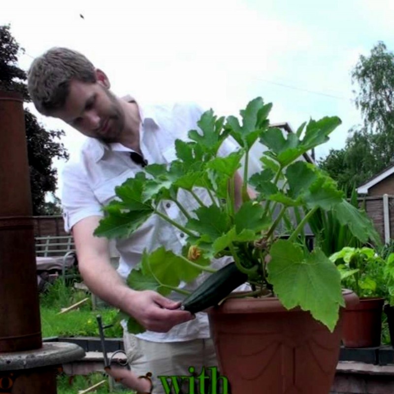 Κολοκύθι Σπόροι Romanesco | 1,95 €