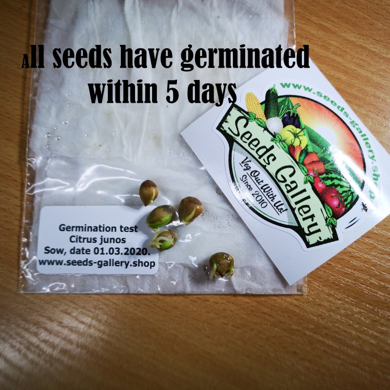 Yuzu Seeds Japanese citrus fruit -20°C (Citrus junos) | €4.15