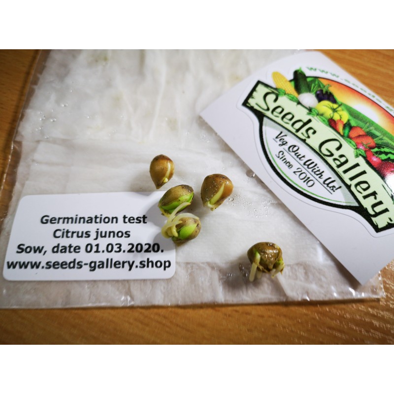 Semi di Yuzu Agrumi giapponesi -20 ° C (Citrus junos) | 4,15 €