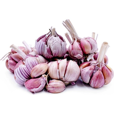 Price: €2.35 - Gousses d'ail Espagnol Roja - Seeds Gallery - 1