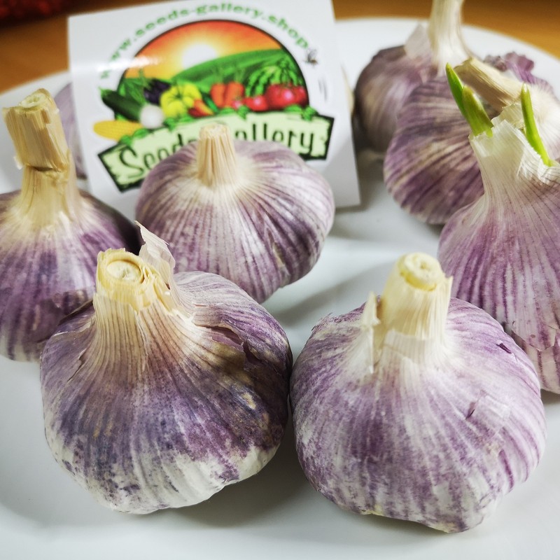 Price: €2.35 - Gousses d'ail Espagnol Roja - Seeds Gallery - 2