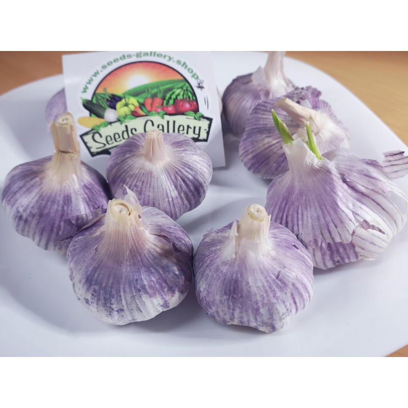 Price: €2.35 - Gousses d'ail Espagnol Roja - Seeds Gallery - 3