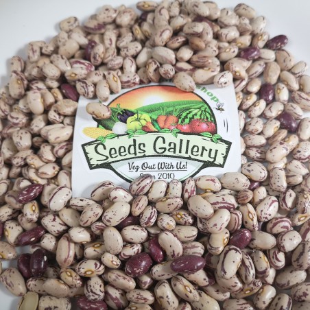 Srpski šareni pasulj seme