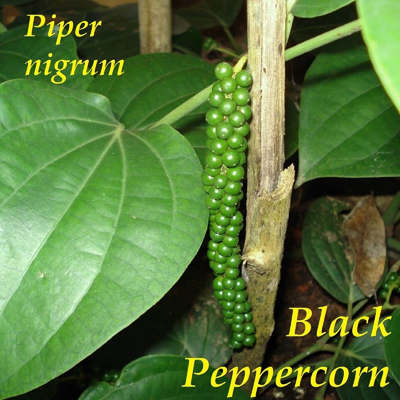 Graines de POIVRIER NOIR (Piper nigrum) | 1,95 €
