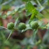 Caper Spurge Seeds (Euphorbia lathyris)