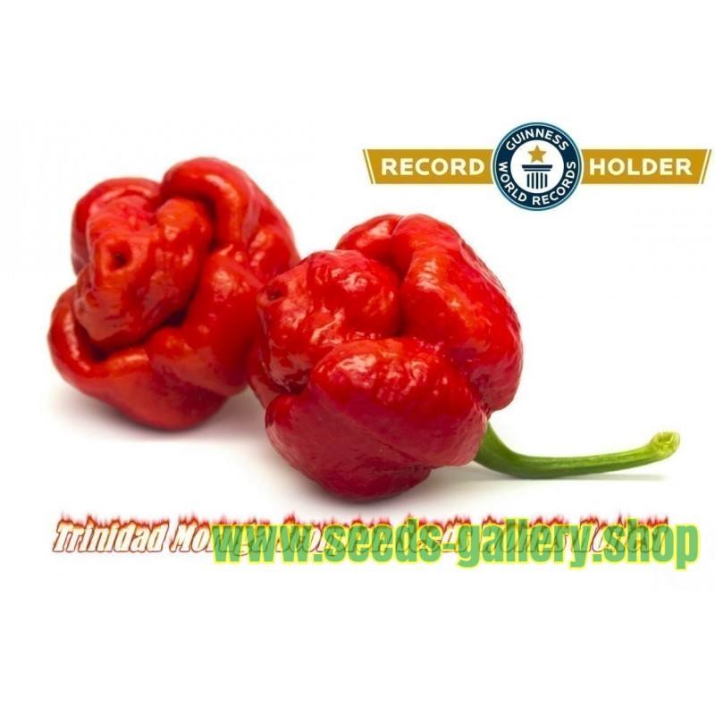 20 EXTREMELY SPICY AND 100% GUARANTEED TRINIDAD MORUGA SCORPION SEEDS